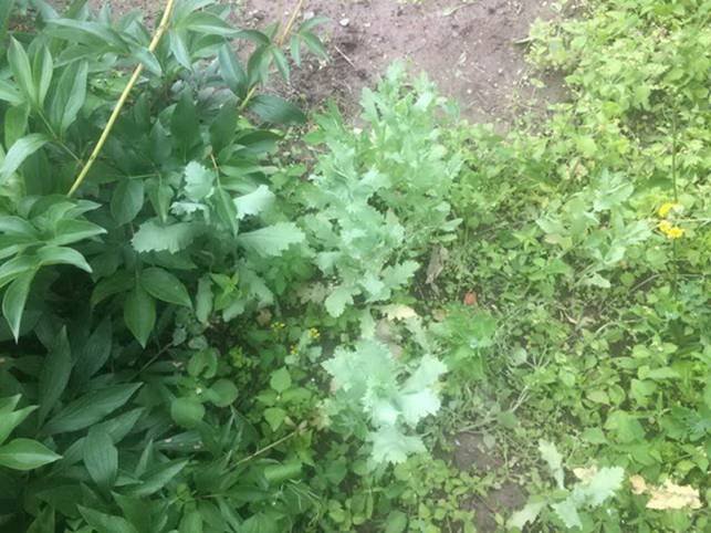 Жителька Виноградівщини незаконно вирощувала снодійний мак – 03