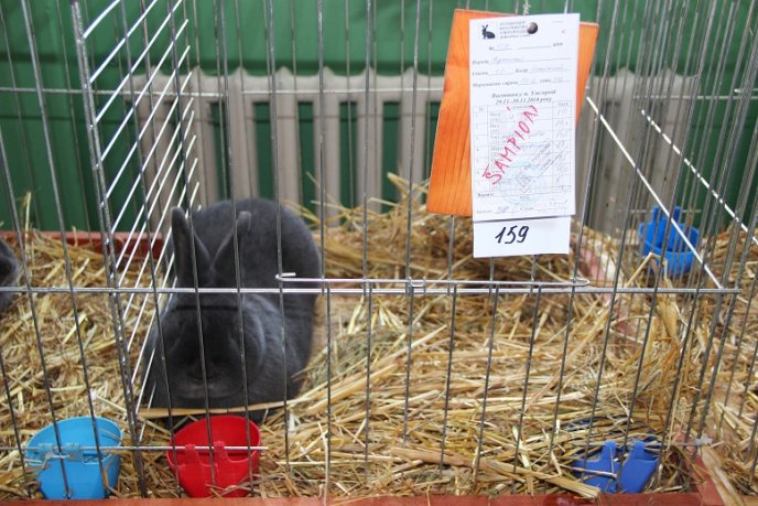 Найкрасивіших кролів показали ужгородцям (ФОТО) – 02