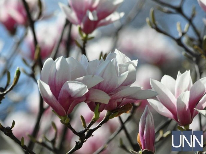 Ужгород потопає у цвіті магнолій – 07