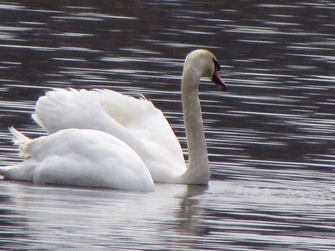 На озерах біля Мукачева оселилася зграя красенів-лебедів – 05