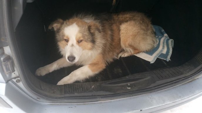 Москаль нагородив ветеринарів, які врятували двох відомих своєю вірністю собак – 04