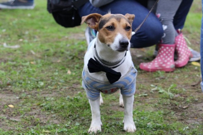 В Ужгород привезли понад 150 собак із різних областей України – 19