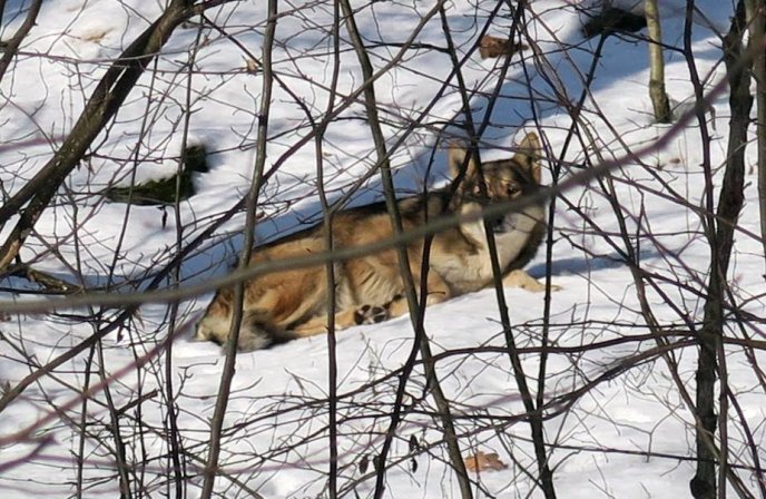 Біля Ужгорода фотограф зняв справжнього вовка – 01