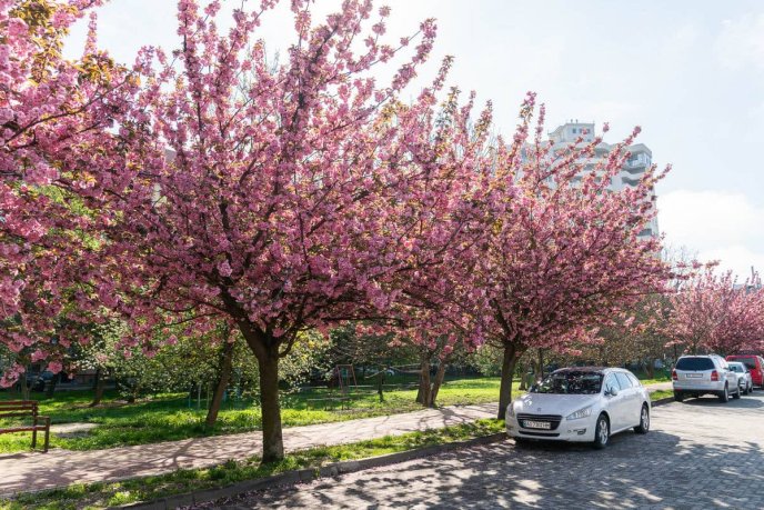 В Ужгороді пік цвітіння сакур: фото, які заворожують красою – 05 В Ужгороді пік цвітіння сакур: фото, які заворожують красою – 05