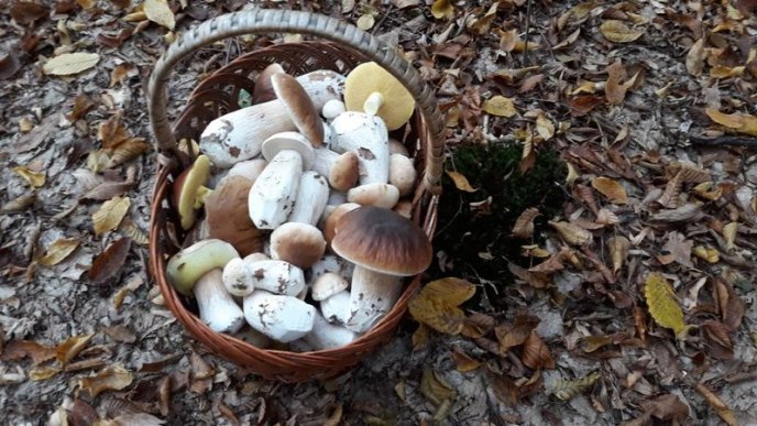 Знайшли 35 кг: закарпатці хизуються грибним врожаєм – 01