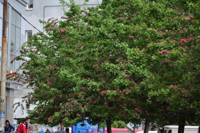 Центр Ужгорода знову стає рожевим: на вулиці Корятовича розквітає глід – 03