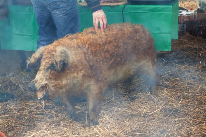 Колоритний фестиваль Гентешів у селі Геча: як це було – 25