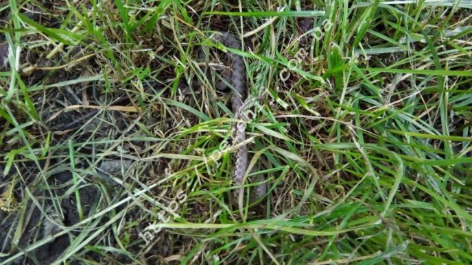 В одному з парків Мукачева помітили змію – 02