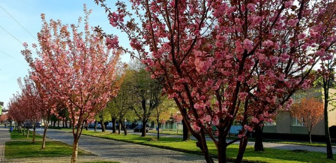 Мукачево потопає у рожевому цвіті сакур – 02