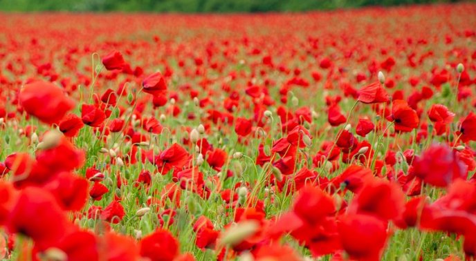 У Мукачеві з’явилась дивовижна локація для фото – 02