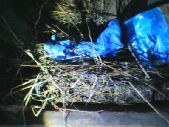 Міжгірська поліція знайшла у пенсіонерки мак і шприци – 02