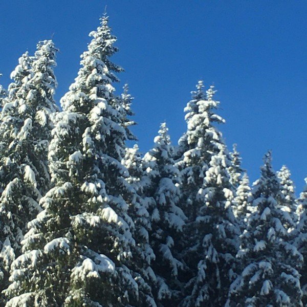 Зимова казка: мережею ширяться неймовірні світлини гір Закарпаття – 03 Зимова казка: мережею ширяться неймовірні світлини гір Закарпаття – 03