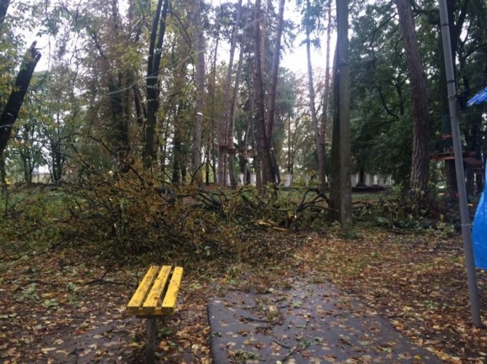 Негода повалила в Ужгороді дерево – 03