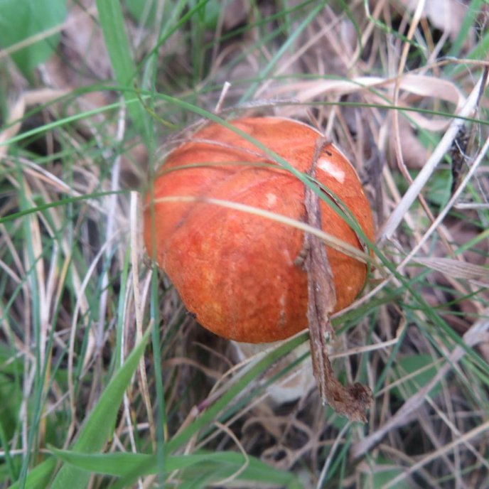 На Закарпатті почався осінній сезон грибів – 05