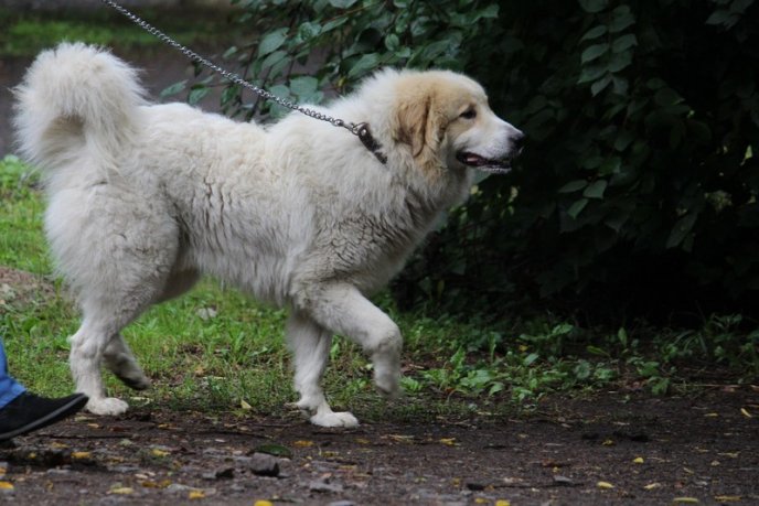 В Ужгород привезли понад 150 собак із різних областей України – 06