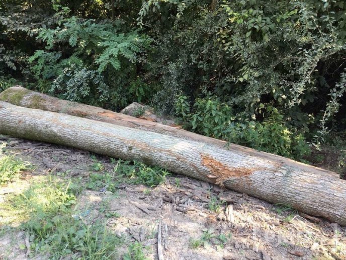 Чергову вирубку лісу виявили у мікрорайоні "Шипка", що у Мукачеві – 06