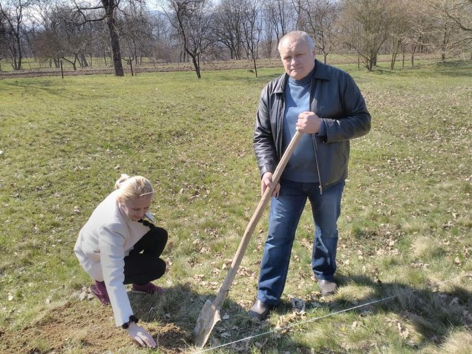 У Калинах та Кривому на Тячівщині саджали горіхи – 05