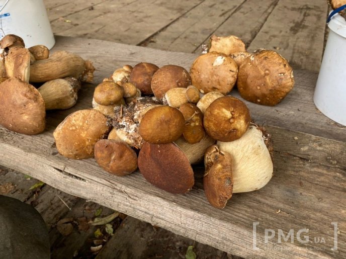 Грибний бум на Мукачівщині або як місцеві заробляють на дарах лісу – 03