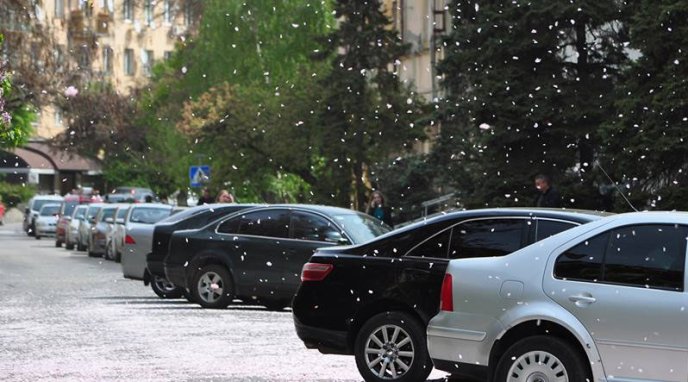 В Ужгороді випав квітневий "сніг" – 01