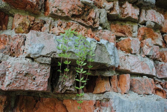Мешканці житлового будинку по вулиці Московській потерпають від сусідства з напівзруйнованою будовою (ФОТО) – 08
