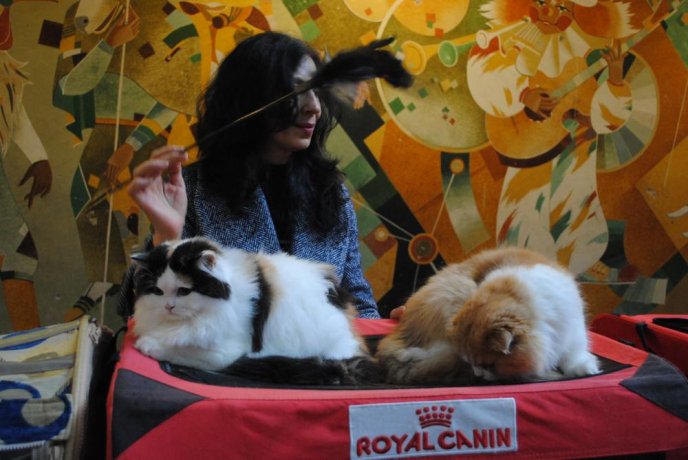 В Ужгороді відбувся конкурс краси серед котів "Міс Кіс – 2017" – 05