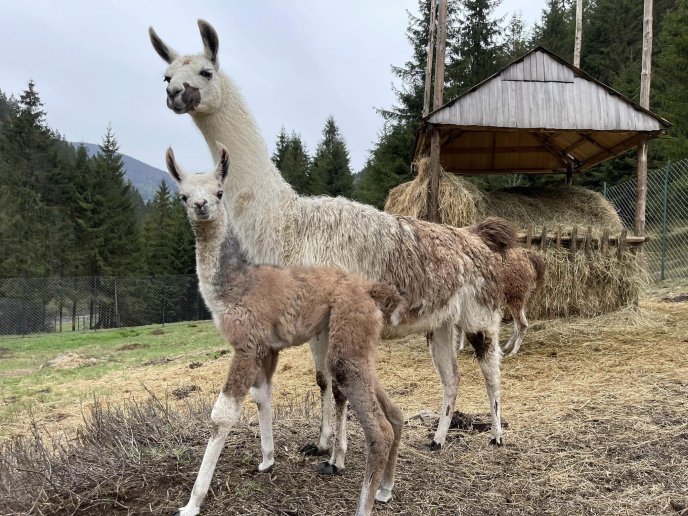 В закарпатському екопарку народилися лами – 06