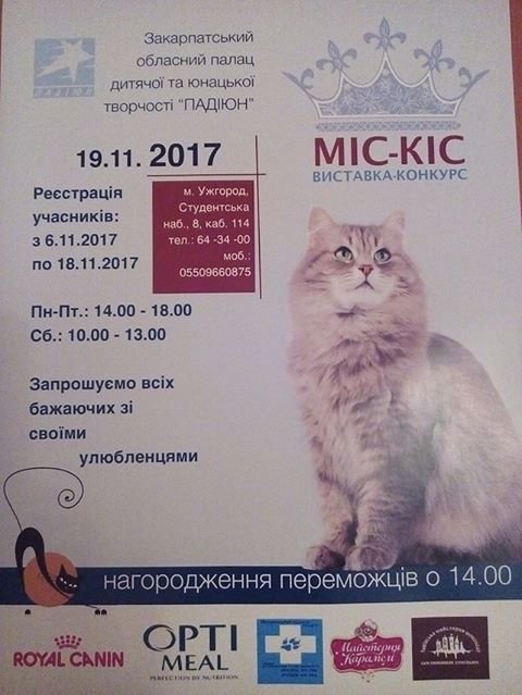 В Ужгороді обиратимуть найгарніших котів – 01