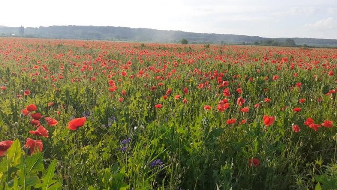 У Мукачеві з’явилася неймовірна локація для фото – 05 У Мукачеві з’явилася неймовірна локація для фото – 05