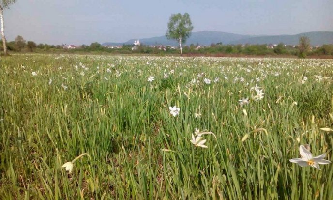 У Долині нарцисів уже цвітуть квіти – 06 У Долині нарцисів уже цвітуть квіти – 06