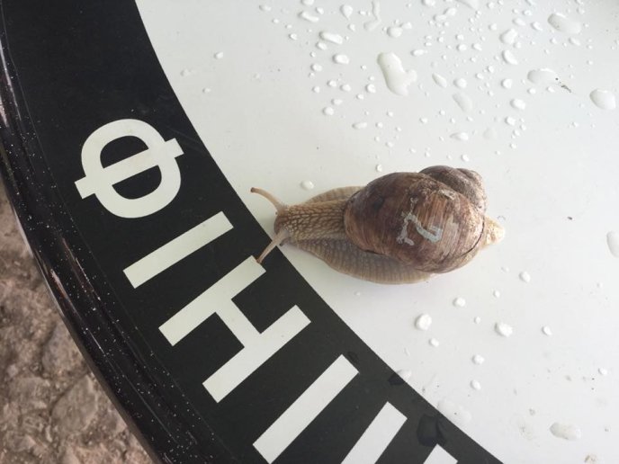 На Перечинщині відбулись незвичні перегони – 14