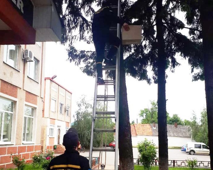 У Хусті врятували совеня, яке випало із гнізда – 03