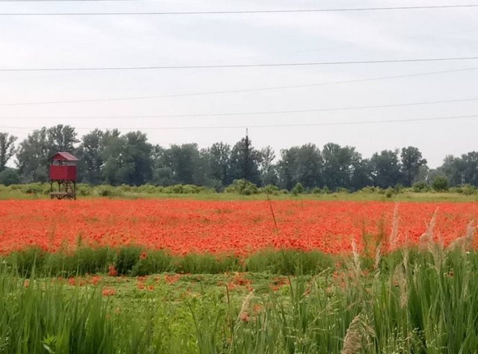 На Ужгородщині косять мальовниче макове поле – 02