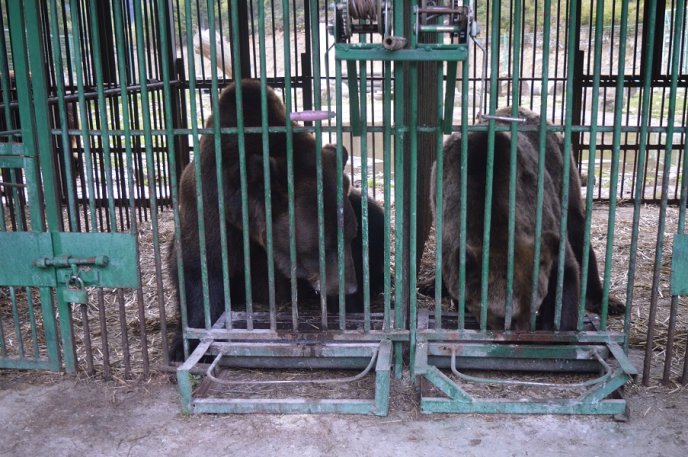 Міністерство екології планує відновити на Закарпатті унікальний музей лісу, аналог якого є лише в Канаді – 03