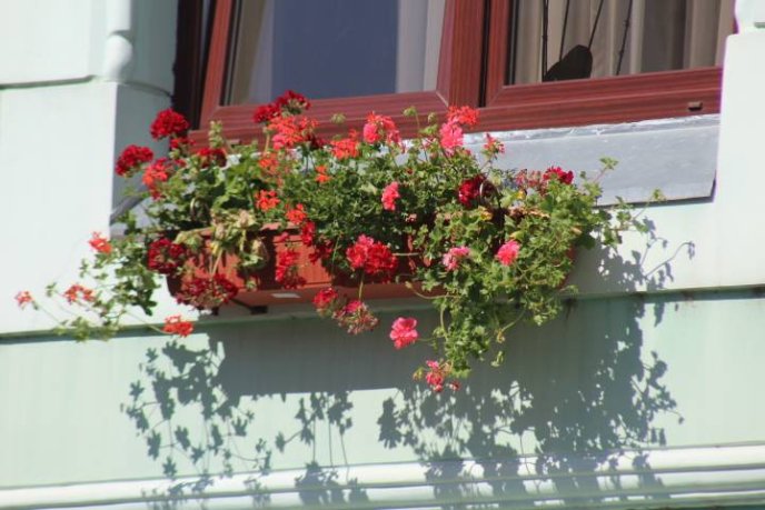 Мукачівську ратушу прикрасили квітами – 01 Мукачівську ратушу прикрасили квітами – 01