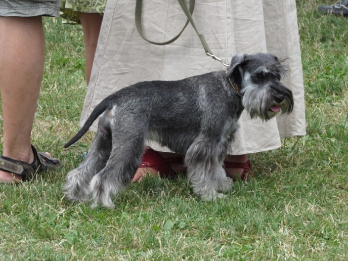В селищі Чинадієво стартувала Всеукраїнська виставка собак усіх порід "Munkachi – 2016" – 13