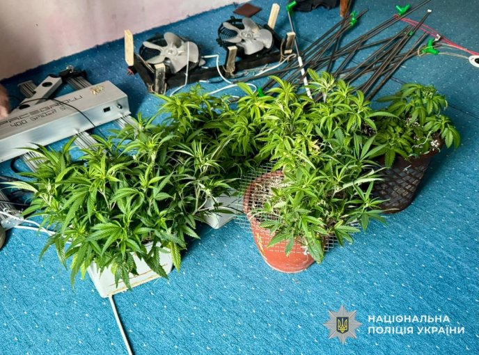 Сотні кущів конопель та канабіс: на Закарпатті пройшла спецоперація «Джентльмени» – 01