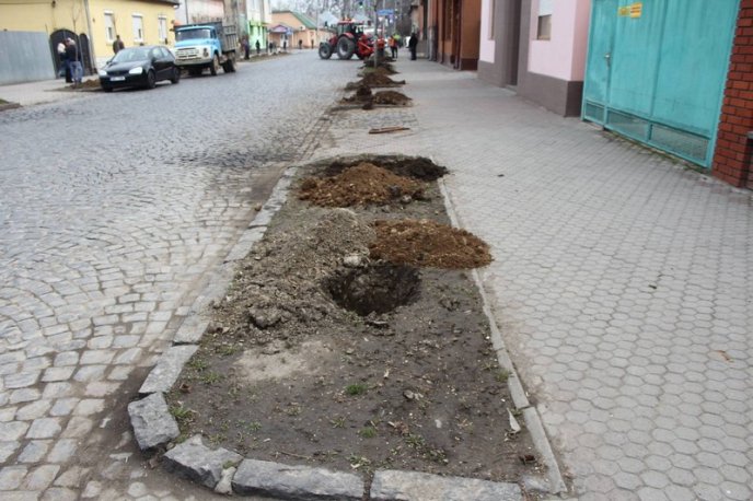 У Мукачеві висаджують кленову алею – 05