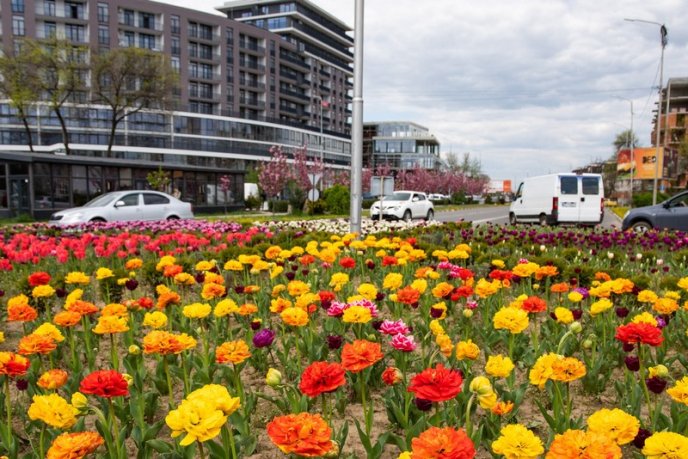 В Ужгороді розквітли понад 40 000 тюльпанів – 08
