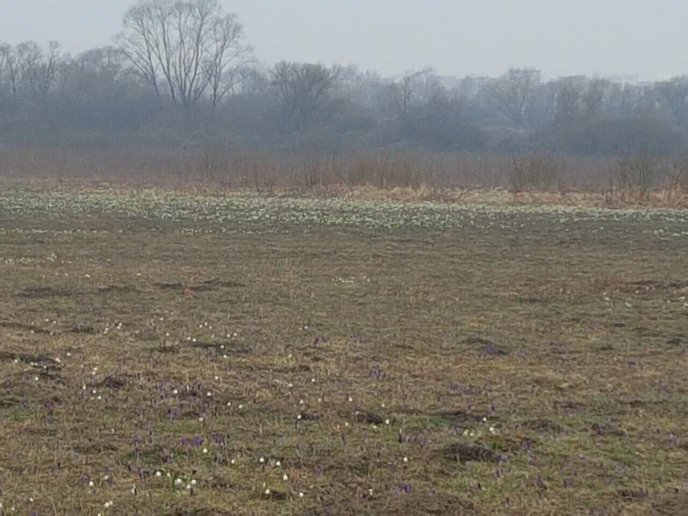 На місці згарища в Долині нарцисів виросли проліски – 03