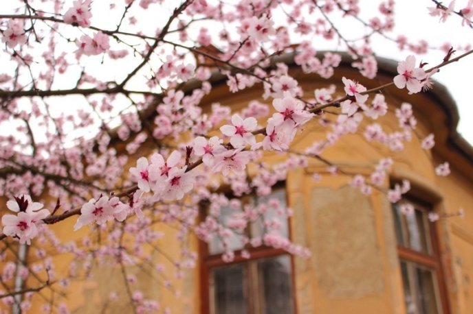 Цвітіння дерев у Мукачеві: краса у центрі міста – 07