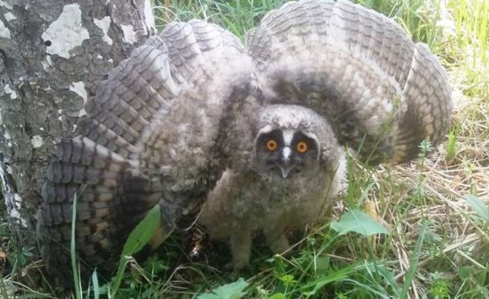 Як ужгородці маленьких совенят рятували – 04
