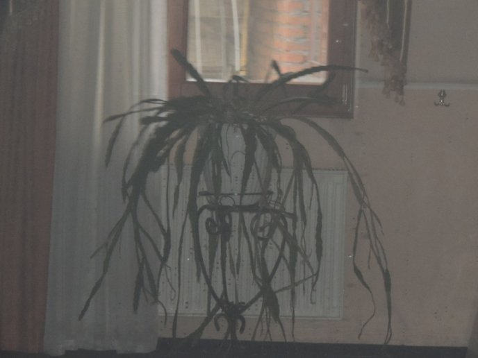 У Берегові горів ресторан «Золота пава» – 06