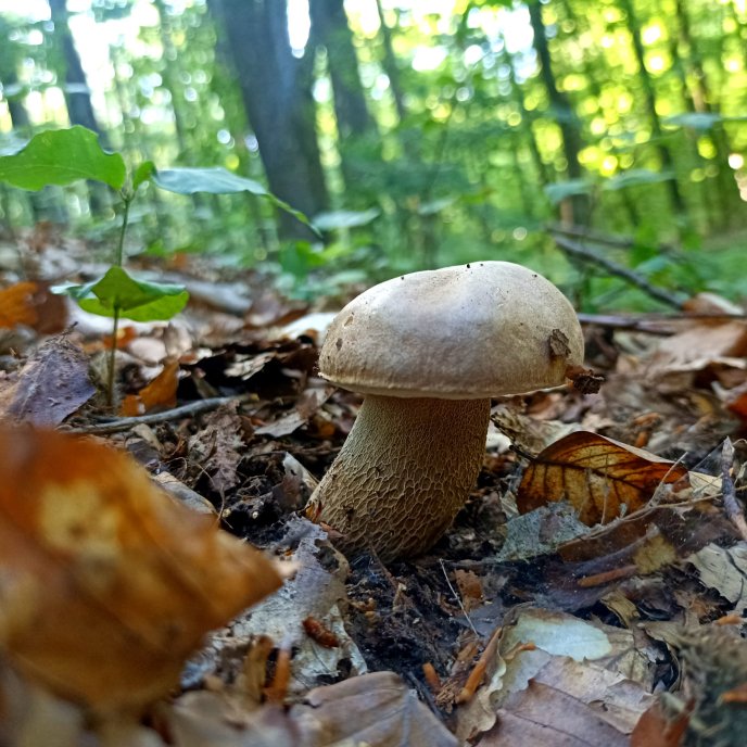 Стартував грибний сезон: закарпатці в соцмережі діляться світлинами знайдених грибів – 05