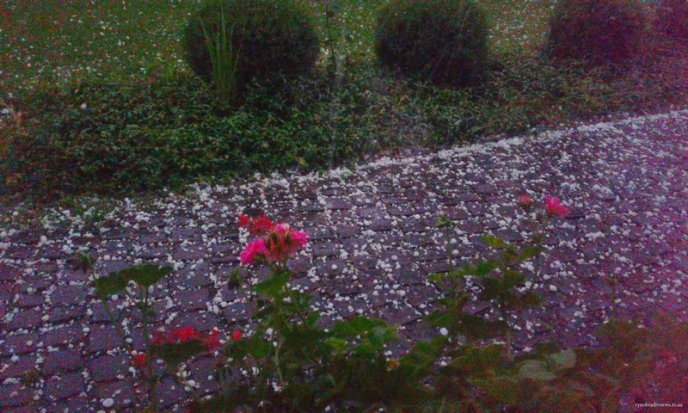 Виноградівщина оговтується від нищівного граду: шокуюче відео стихії – 03