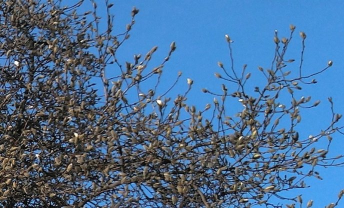 В Ужгороді почала квітнути магнолія – 02