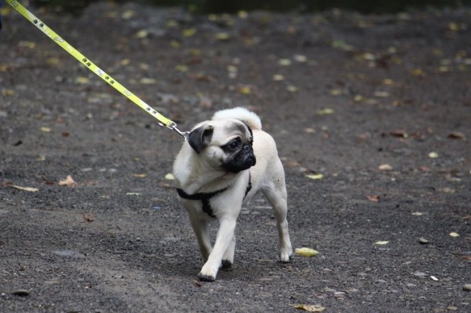 В Ужгород привезли понад 150 собак із різних областей України – 09