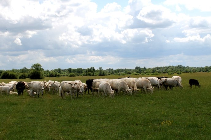 На Закарпаття завезли французьких корів – 05