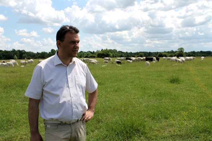 На Закарпаття завезли французьких корів – 01