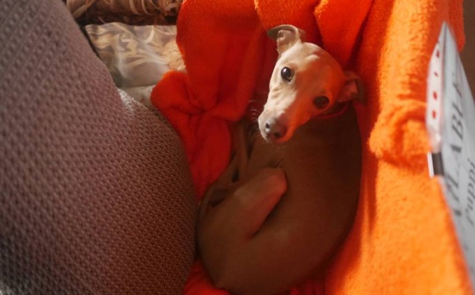 В обласному центрі стартувала міжнародна виставка собак – 11