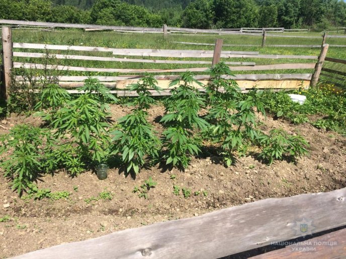 Зброя, набої, наркотики: у чоловіка під час обшуку виявили чимало забороненого – 02